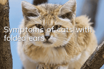 Symptoms of cats with folded ears