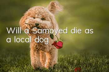 Will a Samoyed die as a local dog?