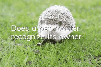 Does a pet rooster recognize its owner?