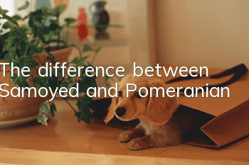 The difference between Samoyed and Pomeranian