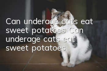 Can underage cats eat sweet potatoes? Can underage cats eat sweet potatoes?