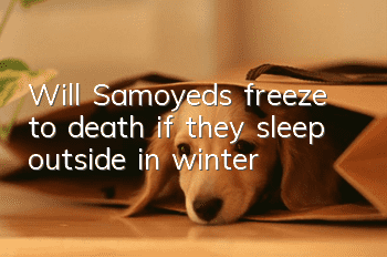Will Samoyeds freeze to death if they sleep outside in winter?