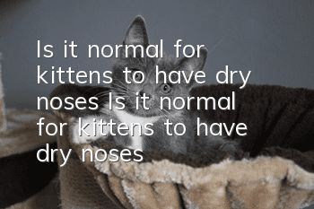 Is it normal for kittens to have dry noses? Is it normal for kittens to have dry noses?