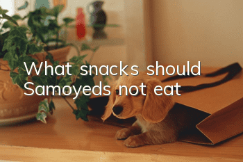 What snacks should Samoyeds not eat?