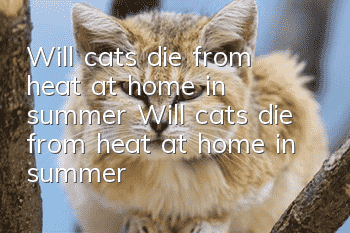Will cats die from heat at home in summer? Will cats die from heat at home in summer?