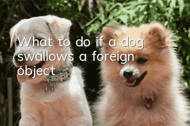 What to do if a dog swallows a foreign object