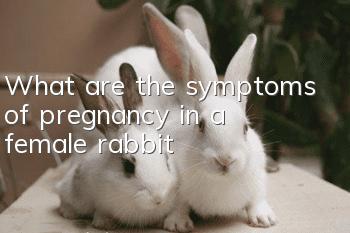 What are the symptoms of pregnancy in a female rabbit?