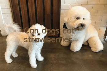 Can dogs eat strawberries?
