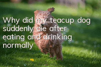 Why did my teacup dog suddenly die after eating and drinking normally?