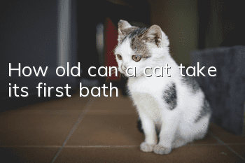 How old can a cat take its first bath?