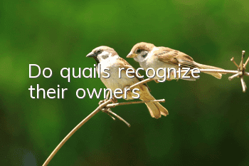 Do quails recognize their owners?
