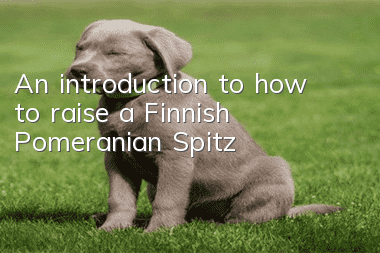 An introduction to how to raise a Finnish Pomeranian Spitz