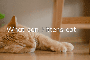 What can kittens eat?