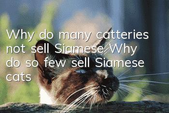 Why do many catteries not sell Siamese? Why do so few sell Siamese cats?