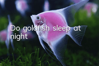 Do goldfish sleep at night?