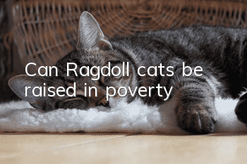 Can Ragdoll cats be raised in poverty?