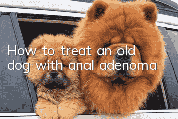 How to treat an old dog with anal adenoma