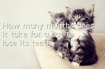 How many months does it take for a cat to lose its teeth?