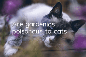 Are gardenias poisonous to cats?