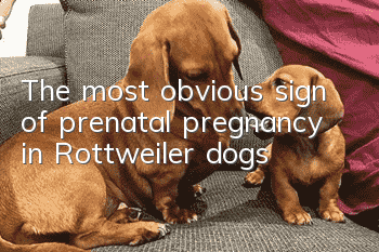 The most obvious sign of prenatal pregnancy in Rottweiler dogs