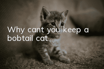 Why can’t you keep a bobtail cat?