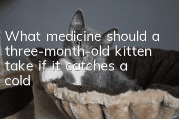What medicine should a three-month-old kitten take if it catches a cold?