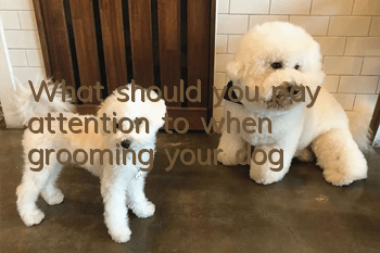 What should you pay attention to when grooming your dog?