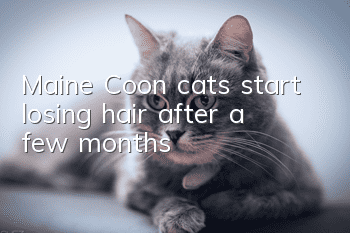 Maine Coon cats start losing hair after a few months