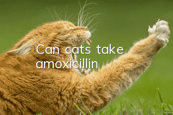 Can cats take amoxicillin?