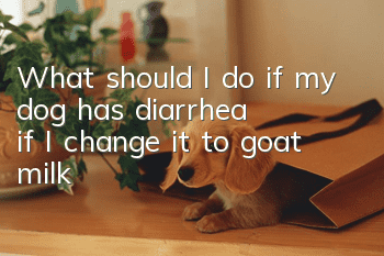 What should I do if my dog has diarrhea if I change it to goat milk?