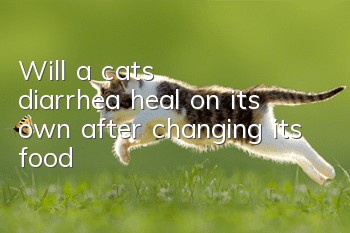Will a cat's diarrhea heal on its own after changing its food?