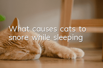 What causes cats to snore while sleeping?