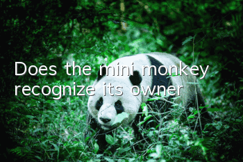 Does the mini monkey recognize its owner?