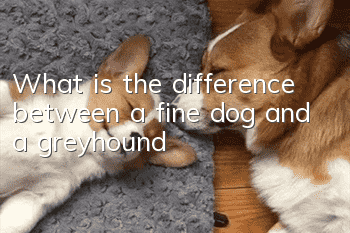 What is the difference between a fine dog and a greyhound?