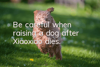 Be careful when raising a dog after Xiaoxiao dies.
