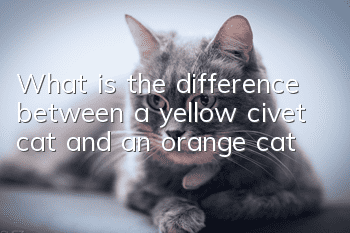 What is the difference between a yellow civet cat and an orange cat?