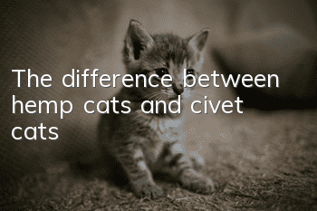 The difference between hemp cats and civet cats