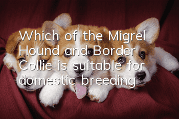 Which of the Migrel Hound and Border Collie is suitable for domestic breeding?