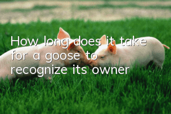 How long does it take for a goose to recognize its owner?
