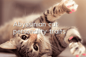 Abyssinian cat personality traits
