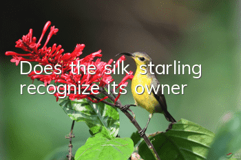 Does the silk starling recognize its owner?