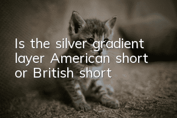 Is the silver gradient layer American short or British short?