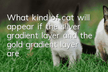 What kind of cat will appear if the silver gradient layer and the gold gradient layer are combined?