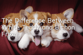 The Difference Between White Teddy and Bichon Frize