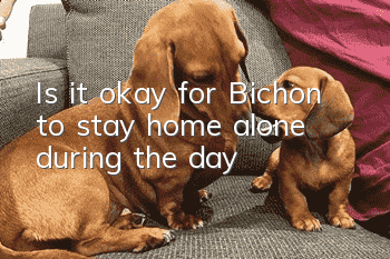Is it okay for Bichon to stay home alone during the day?