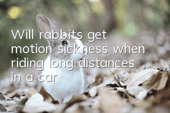 Will rabbits get motion sickness when riding long distances in a car?