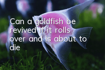 Can a goldfish be revived if it rolls over and is about to die?