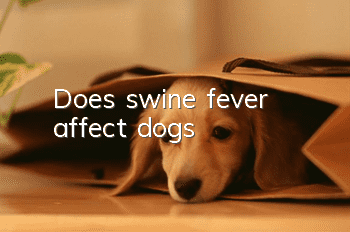 Does swine fever affect dogs?