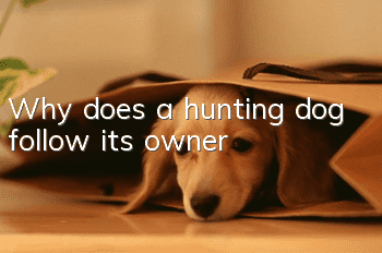 Why does a hunting dog follow its owner?