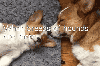 What breeds of hounds are there?